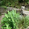 Plants: image 81 Of 208 Thumb